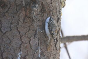 キバシリ2023年12月1日