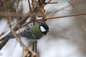 シジュウカラ2023年12月9日