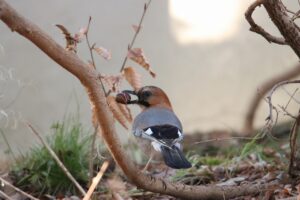ミヤマカケス2023年12月9日1