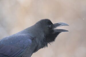 ハシブトガラス2023年12月1日