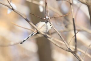 シマエナガ2023年12月9日