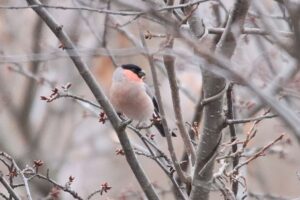 ウソ♂2023年12月9日亜種アカウソと思われる個体