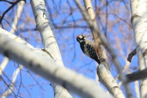 オオアカゲラ♂2023年12月9日