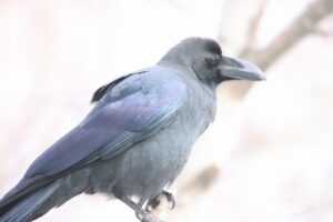 ハシブトガラス2023年12月15日