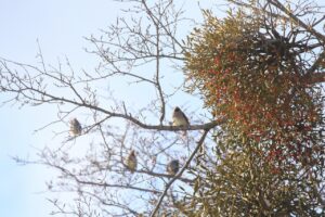 ヒレンジャク2023ね12月15日アカミヤドリギ