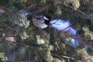 ヒガラ2023年12月22日