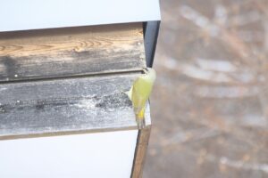 ヤマゲラ♀2023年12月15日森の家の屋根にとまる