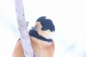 ヤマガラ2023年12月22日