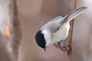 ハシブトガラ2023年12月9日