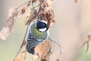 シジュウカラ2023年12月22日