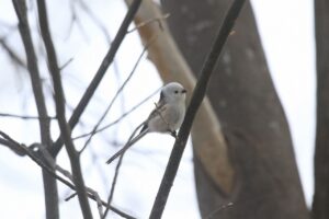 シマエナガ2023年12月15日