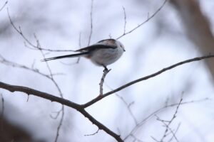 シマエナガ2023年12月1日