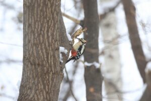 アカゲラ♂2023年12月1日