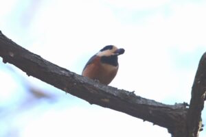 ヤマガラ2023年12月9日