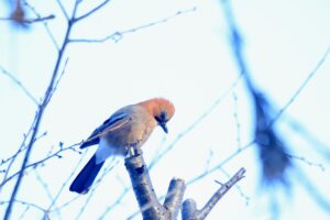 ミヤマカケス2023年12月22日