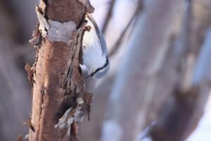 ゴジュウカラ2023年12月22日シロハラゴジュウカラ