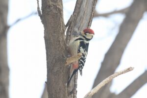 オオアカゲラ♂2023年12月15日