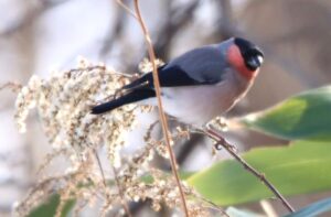 ウソ♂2023年12月22日