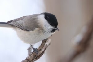 ハシブトガラ2023年12月1日手乗り個体