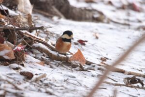 ヤマガラ2023年12月1日