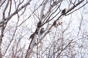 ヒレンジャク2023年12月9日