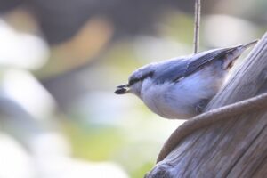 ゴジュウカラ2023年12月15日亜種シロハラゴジュウカラ