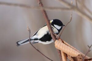 シジュウカラ♂2023年12月15日