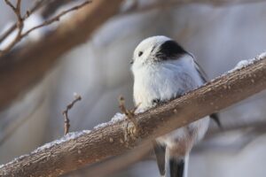 シマエナガ2023年12月22日1