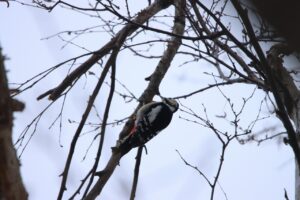 アカゲラ♀2023年12月22日