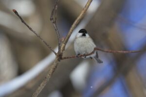 ハシブトガラ2023年12月22日