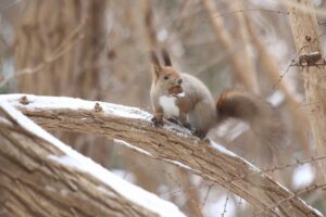 エゾリス2023年12月22日