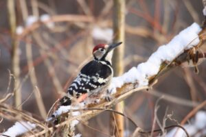 オオアカゲラ♂2023年12月1日