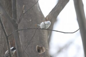 シマエナガ2023年12月15日ハシブトガラ