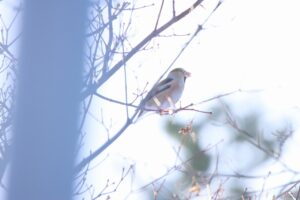 シメ2024年1月21日