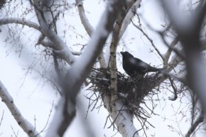 ハシブトガラス2024年1月12日