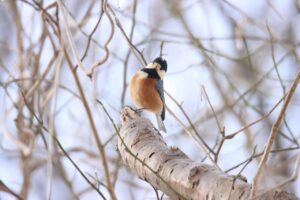 ヤマガラ2024年1月5日