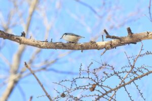 ゴジュウカラ2024年1月26日
