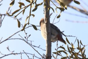 キレンジャク2024年1月5日