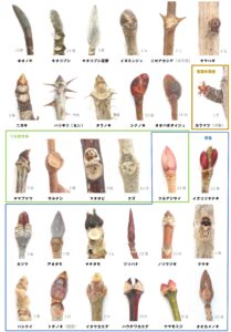 旭山冬芽葉痕図鑑（裏）