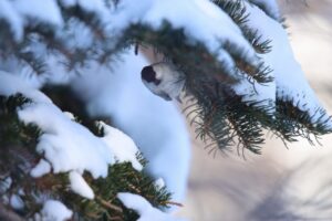 ハシブトガラ2024年1月21日