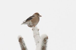 シメ2024年1月12日中島公園にて撮影