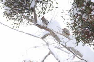 キレンジャク2024年1月12日