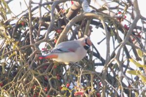 ヒレンジャク2024年1月5日
