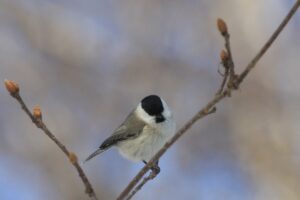 ハシブトガラ2024年1月12日