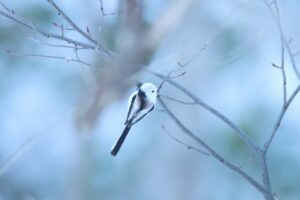 シマエナガ2024年1月5日