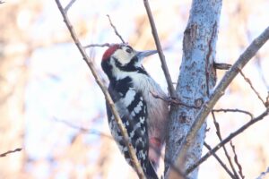 オオアカゲラ♂2024年1月12日