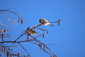 ベニヒワ2024年1月21日