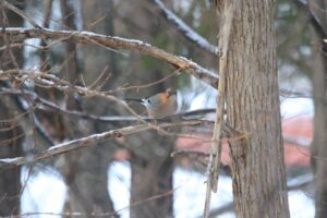 ミヤマカケス2024年1月12日