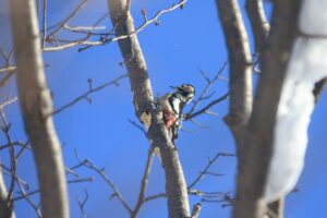 アカゲラ♀2024年1月12日