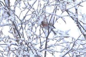 ベニヒワ2024年1月26日
